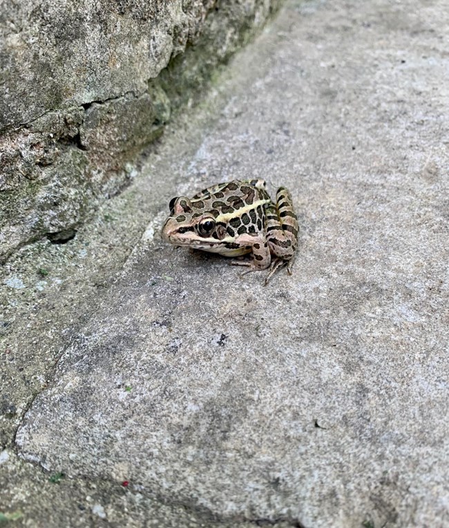 frog on stone