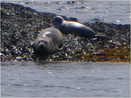 Harbor Seals