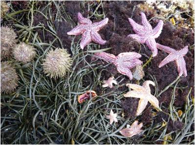 Seastars and sea urchins