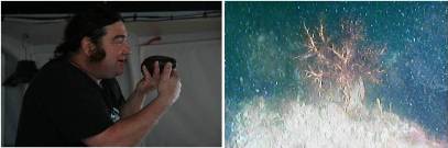 sea cucumbers