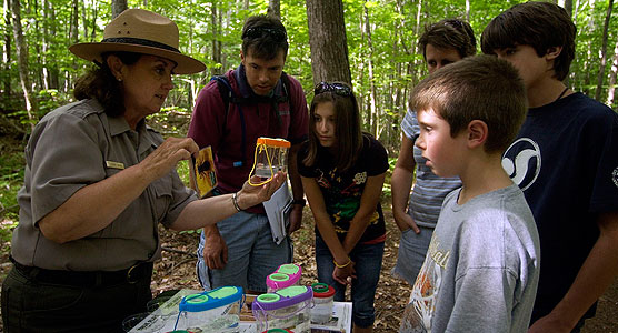 Park ranger shows group insects.