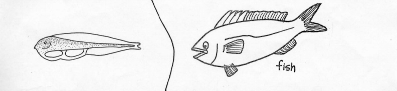 fish and larvae hand drawn image