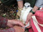 Peregrine Chick