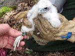 Peregrine Chick