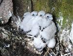 Peregrine Chicks