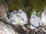 Peregrine Chicks