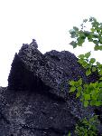 Peregrine Parent