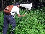 Sweep-Netting for Insects