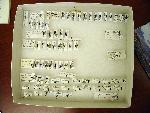 Beetle specimens pinned to foam mount