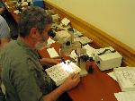 Beetle Blitz 010 - Identifying Specimens