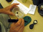 Beetle Blitz 009 - Preparing Specimens