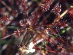 A sundew plant