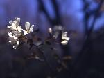 Shadbush plant