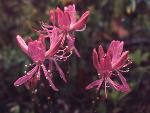 rhodora plant