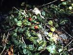 partridgeberry plant
