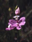 grass-pink plant with pink flower