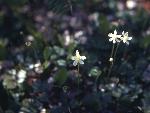 goldthreat plant with small white flowers