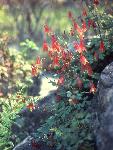 red columbine flower
