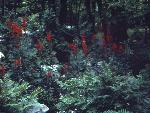 red cardinal flowers and green ferns