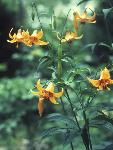yellow Canada lily flower