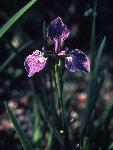 purple iris flower