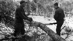 Two men saw a log.