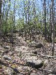 Trees with new leaves line a rocky trail.
