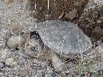 Big turtle lays eggs in a hole.
