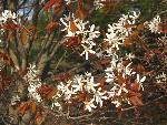 White flowers and young red leaves grow on tree.