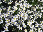 Tiny whitish-blue flowers grow tightly grouped.