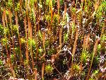 Green moss with tall shoots