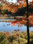 Orange-leaved tree in front of lake