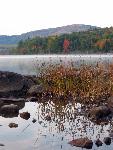 Aquatic vegetation with fall colors in background