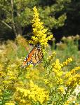 Monarch butterfly feeds on yellow flower