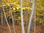 Yellow-leaved trees in the forest