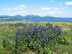 Purple flowers in front of island silhouette