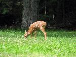 Fawn browsing on grass