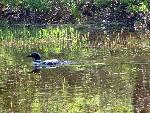 Loon swimming in lake