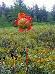 Red flower rises above a flat bog