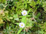 White flower with yellow center