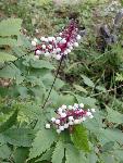 White berries on red stems