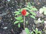red berries on stem