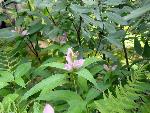 pink flower