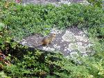 green bush with chipmunk on granite rock