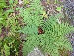 green fern