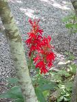 Bright red flower