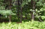 ferns in foreground; conifers in background