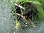 Spider and Its Prey