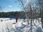 Cross-country Skiing