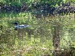 Loon